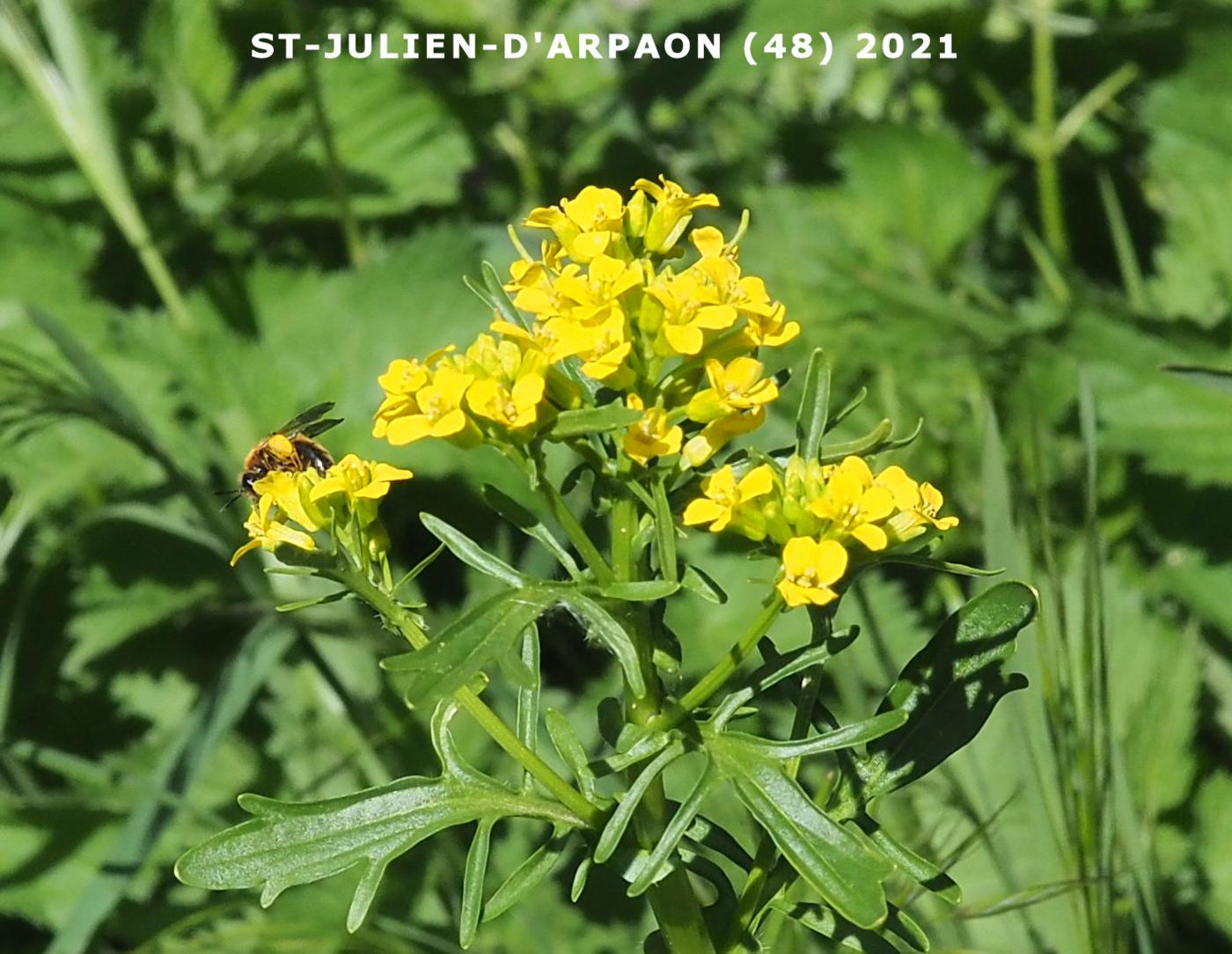 Winter Cress, Spring plant